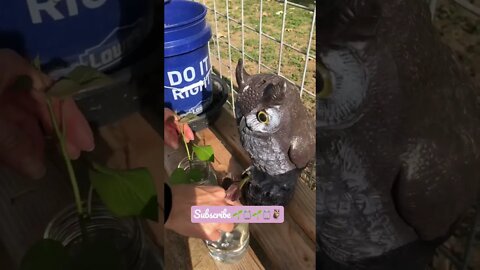 WhoO likes slips?🦉🌱🫙#shorts #viral #tiktok #trending