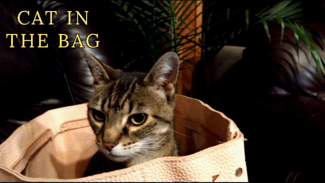 CAT IN THE BAG - CHIHUAHUA & SNOWSHOE