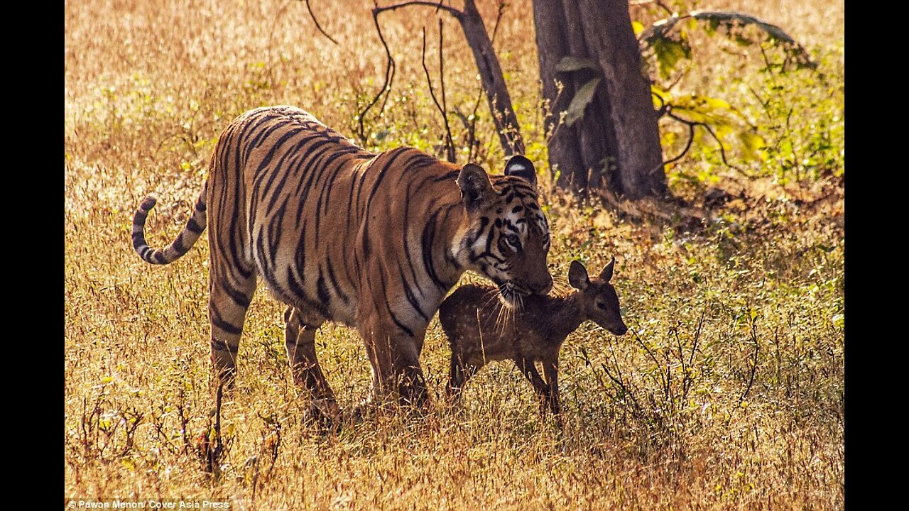 Baby deer playng with wildbeest