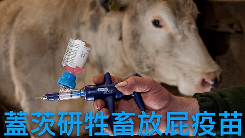 蓋茨貝索斯投資研發減少牛隻放屁疫苗抗全球暖化｜《每日美國時評》2024年11月24日 中部分 Part 2/3