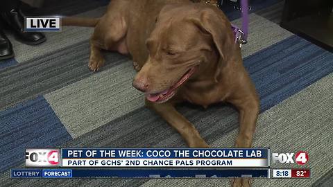 Pet of the week: Coco the chocolate lab