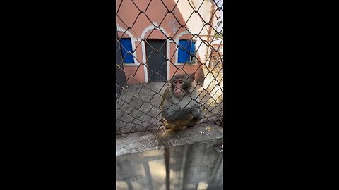 Give the monkey a treat.