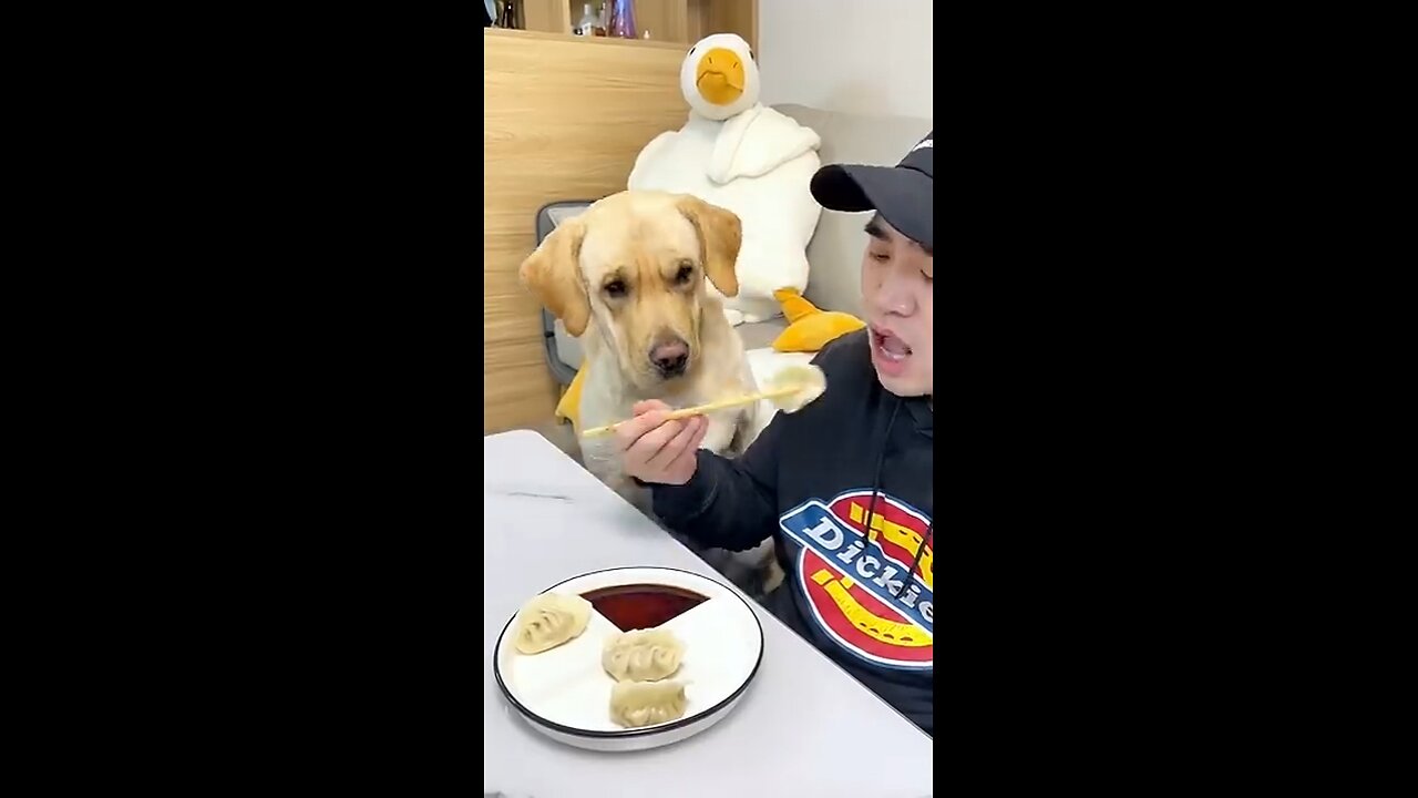 The funy dogey