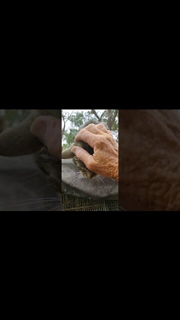 Skippy on top of one of the chicken pens #cats #cutecats #catshorts