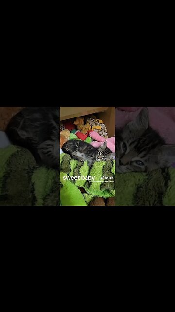 Rescue kitten Sweet little baby