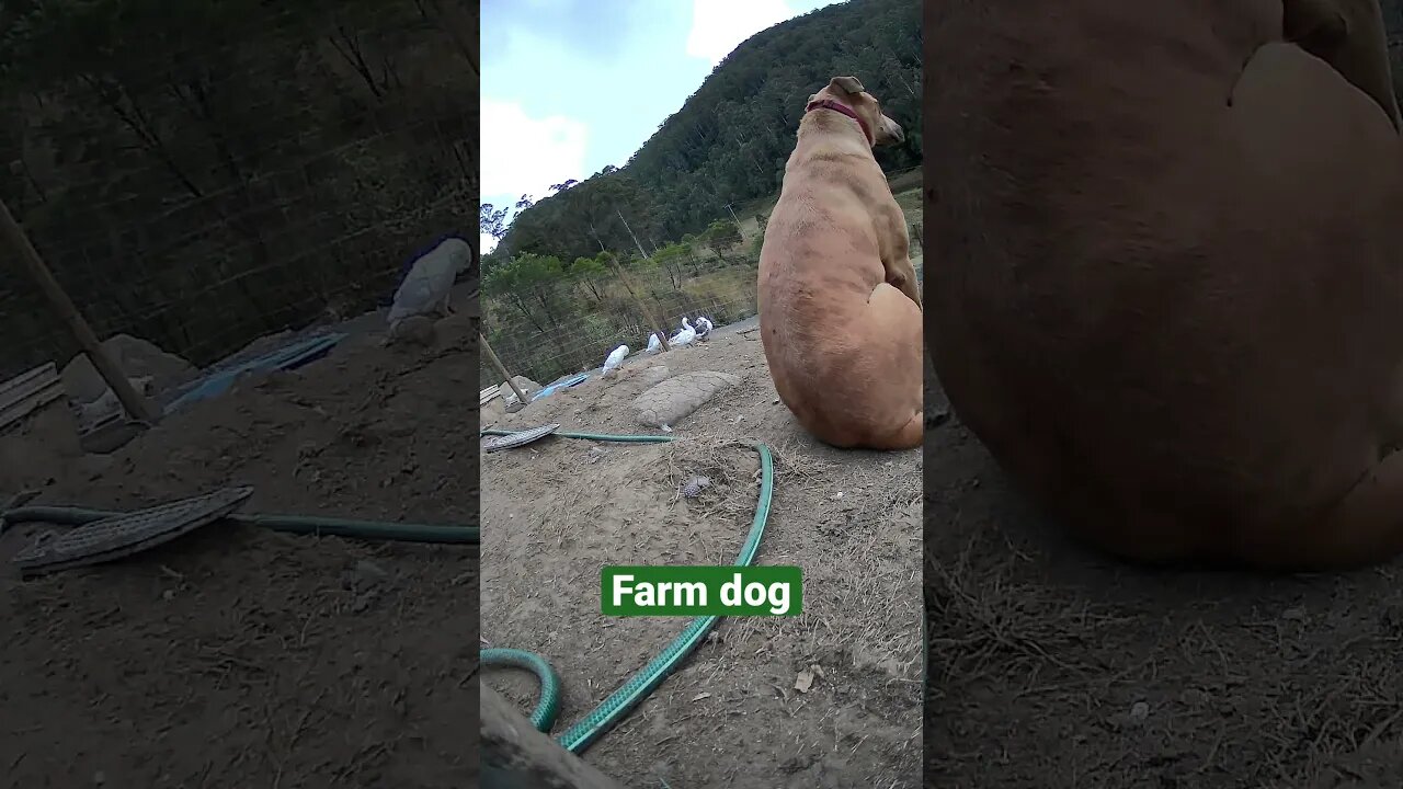 Farm surveillance. Dog on duty. He’s a good boy