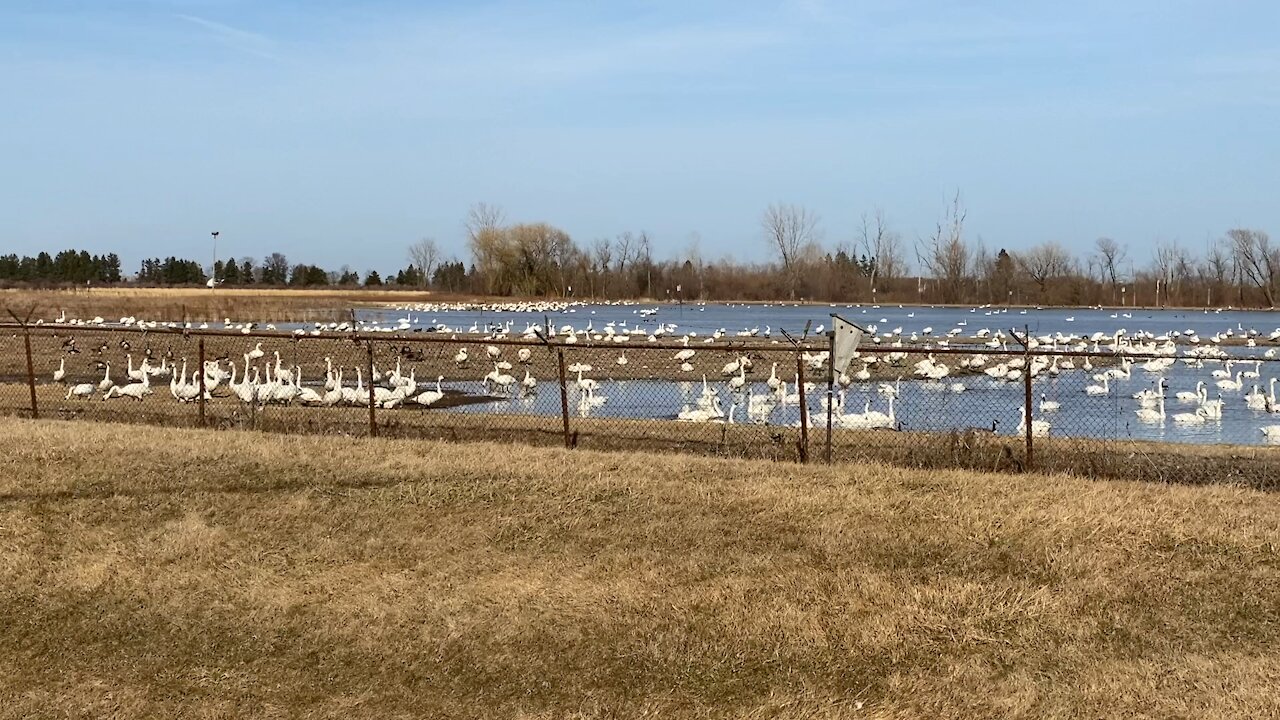 Thousands of Tundra Swans don’t respect COVID-19 rules