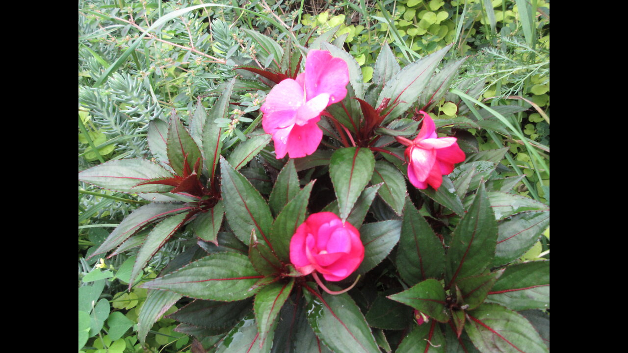 Calm and Collected Impatiens August 2022