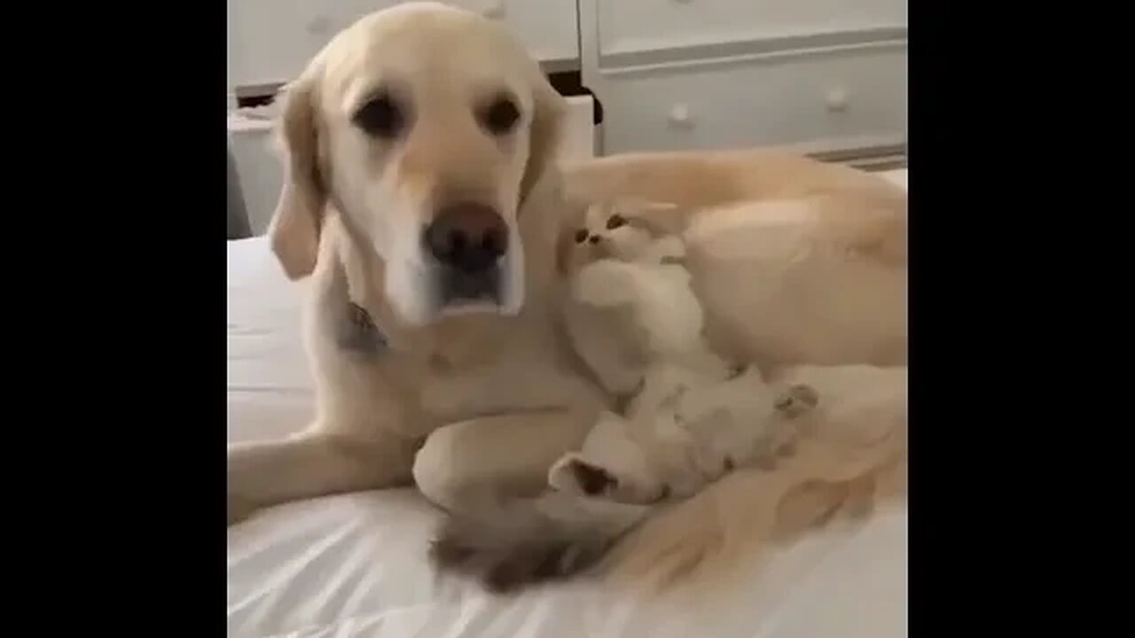 PLAYING CAT VIDEO MEAWWW