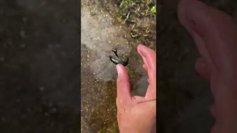 I found a green pumpkin CRAWFISHSH 😂