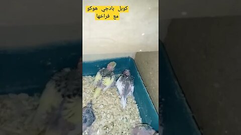 كوبل بادجي هوكو مع فراخها كيوت روعة..