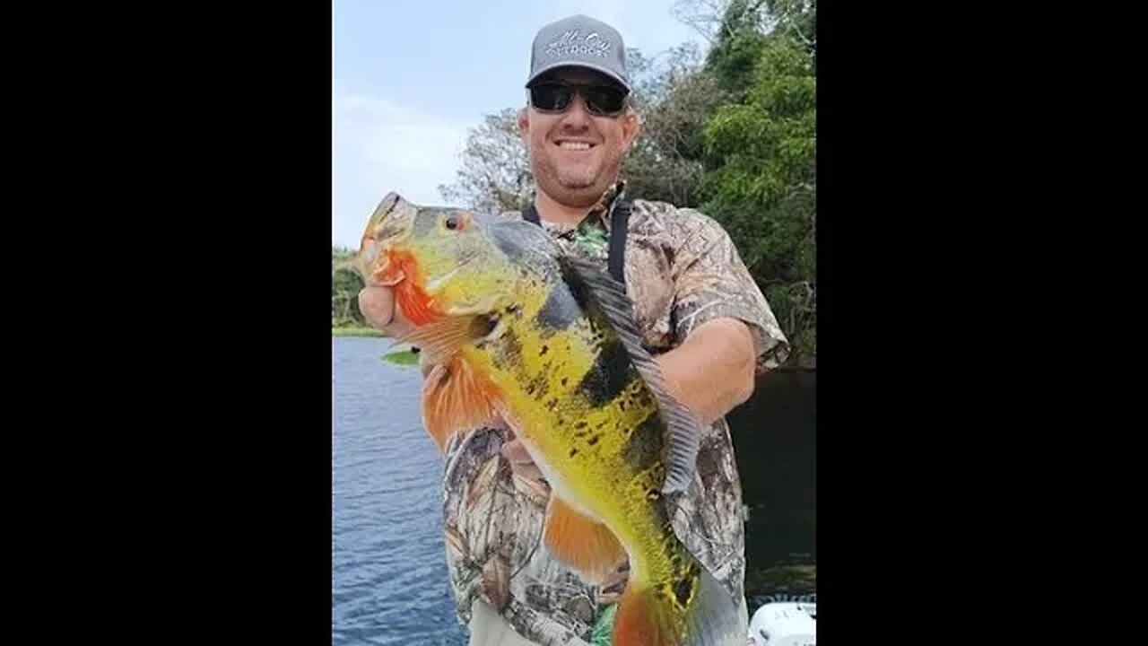 Peacock bass trip, catching peacock bass, fishing Panama, fishing video 2023