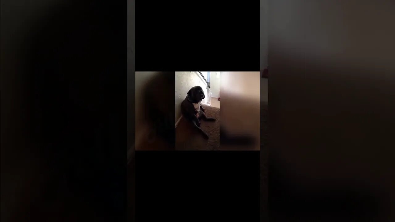 Bobo Your Not Human !! #shorts #dogs #funny #subscribe