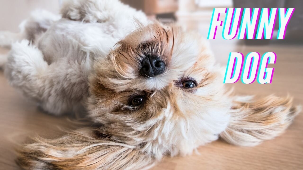 🤣Funny Dog Videos 2021🤣 🐶 It's time to LAUGH with Dog's life