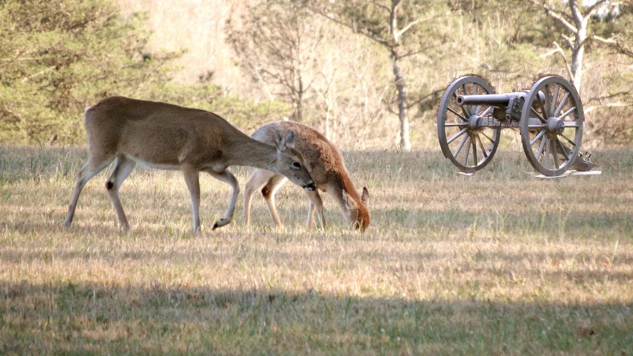 8 Minutes of Just Deer