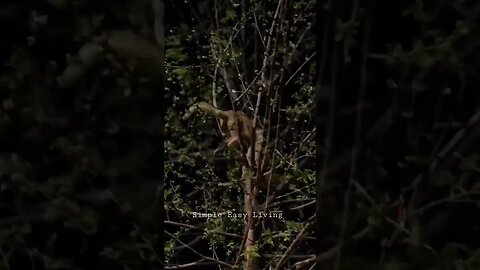 Cute Cat climbed on the tree| cute animals| Love animals| my Garden #animals #cat #cutecat