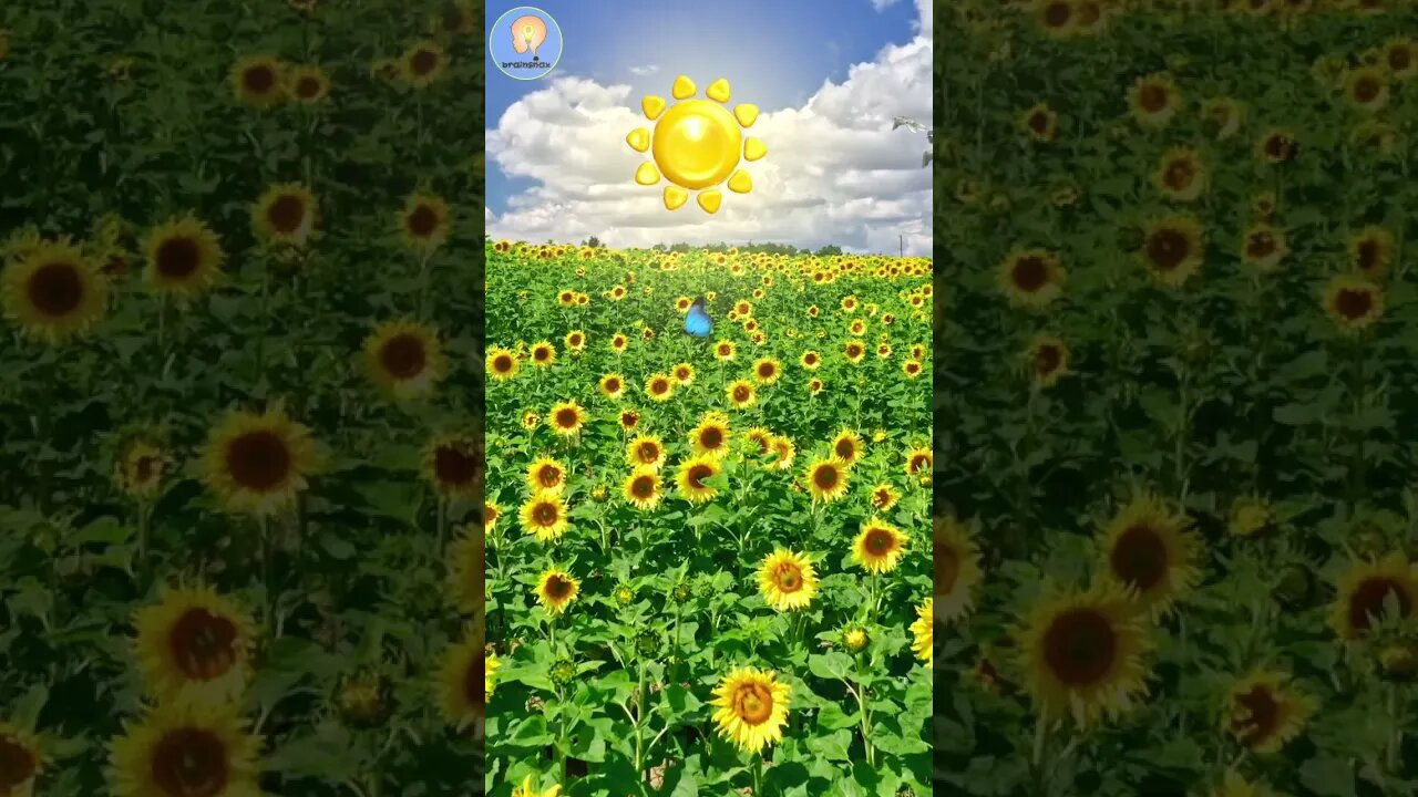 Weather Song (The sun is...)