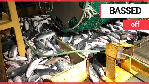 British fisherman throwing £20k worth of sea bass back into the sea due to strict fishing quotas.