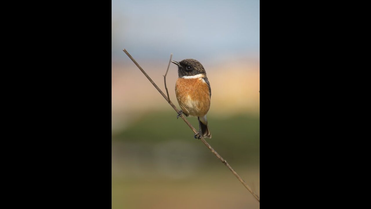 The Sparrow Is A Beautiful Bird, Isn't It?