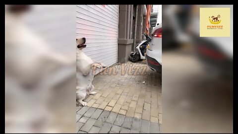 Funny dog giving instructions for car parking 😂😂