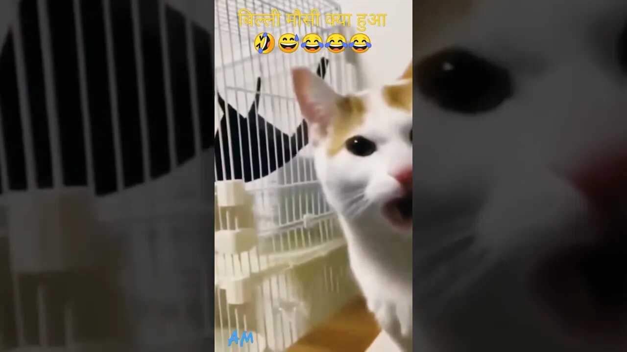 Animals Funny vedio | funny cat 😸😅🤣😂😂|#shorts #ytshorts #rumblevedios rumble