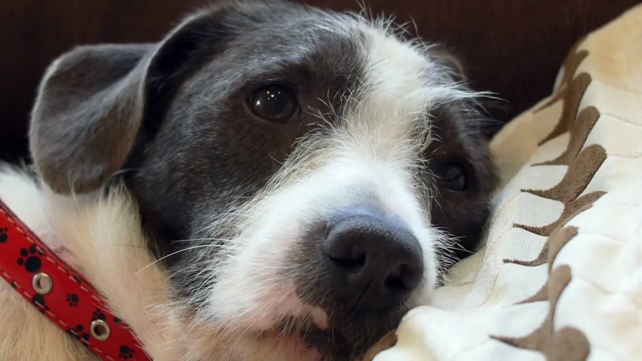 sad doggy thinking of his love