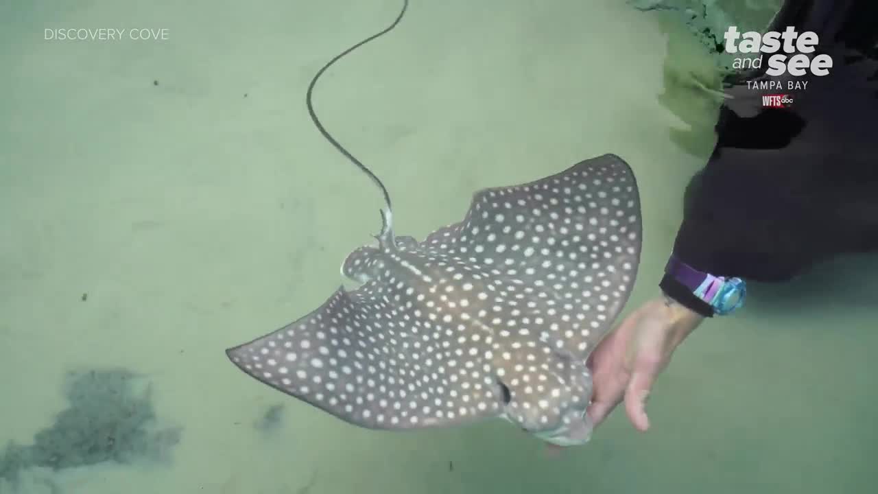 Two spotted eagle rays born at SeaWorld Orlando's Discovery Cove | Taste and See Tampa Bay