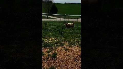 Baby Sheep