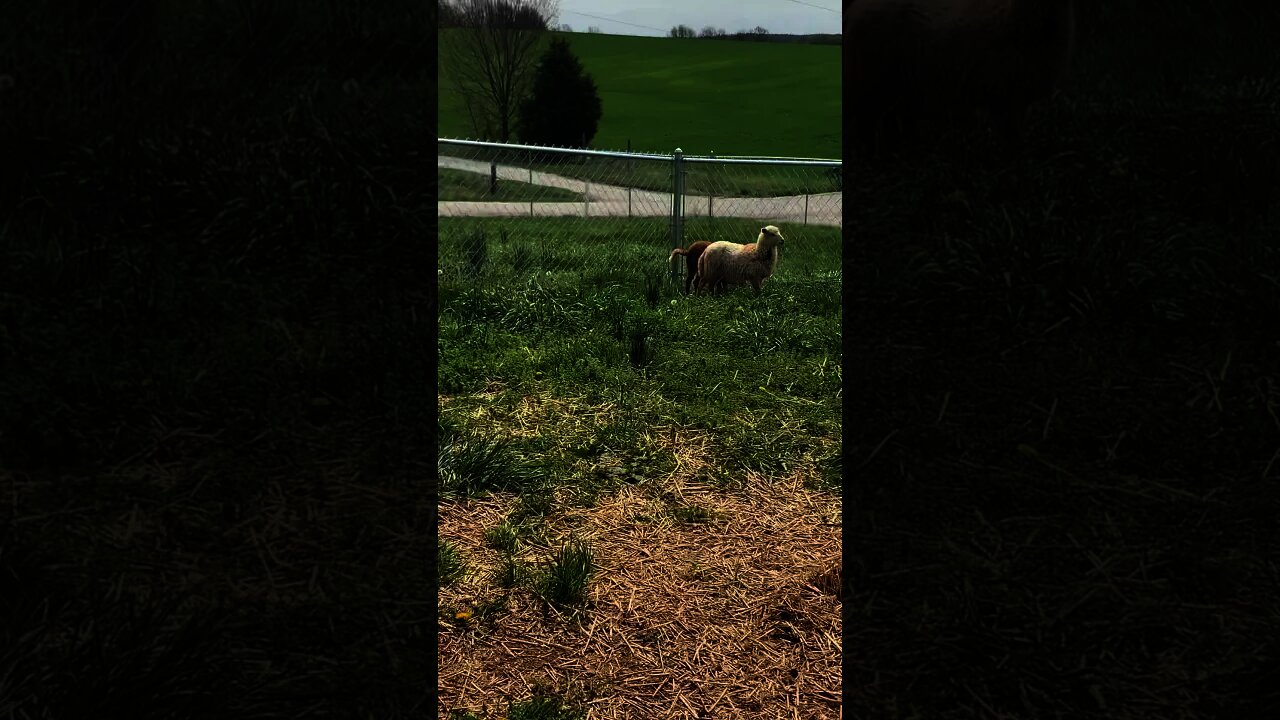 Baby Sheep