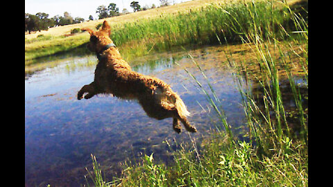 Sierra Dock Jumping