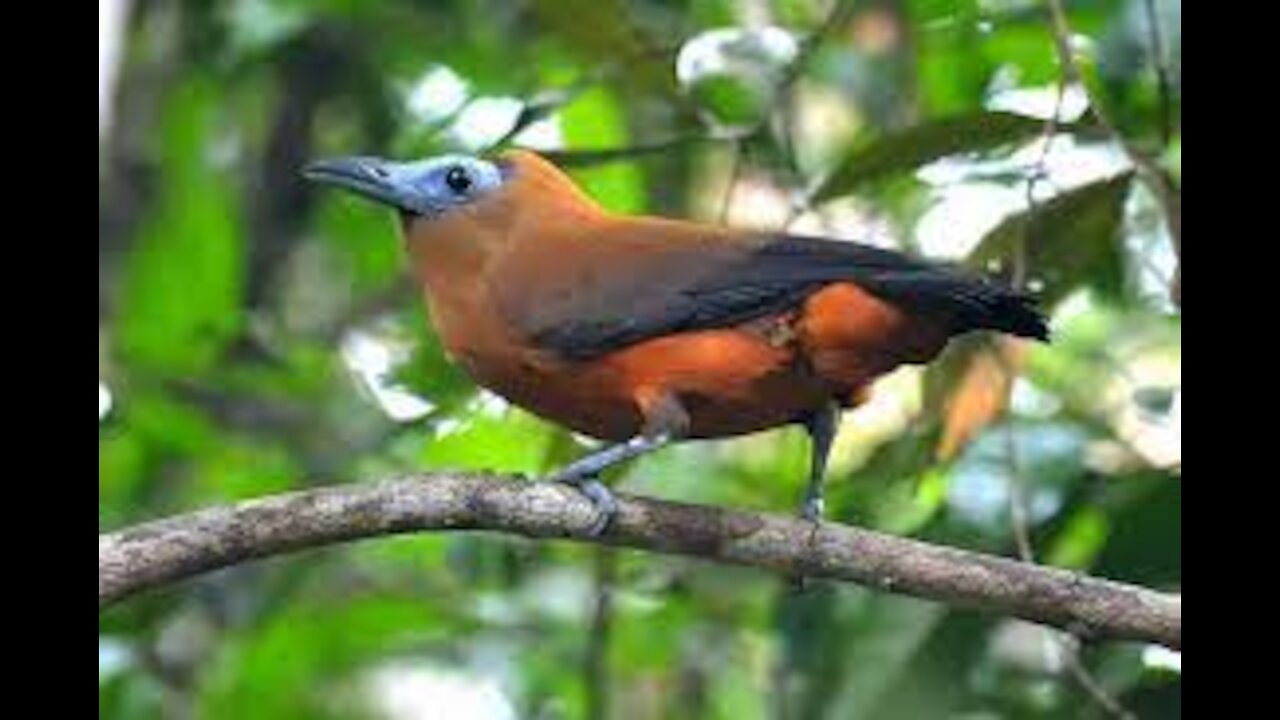 Singing of the Brazilian Mau Bird