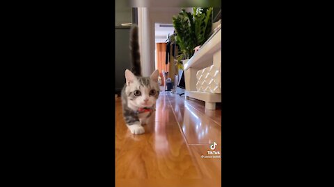 Funny pet videos - funny little cat video