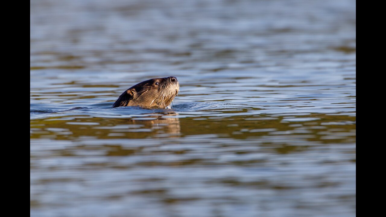 Chill Sea Otters Swimming