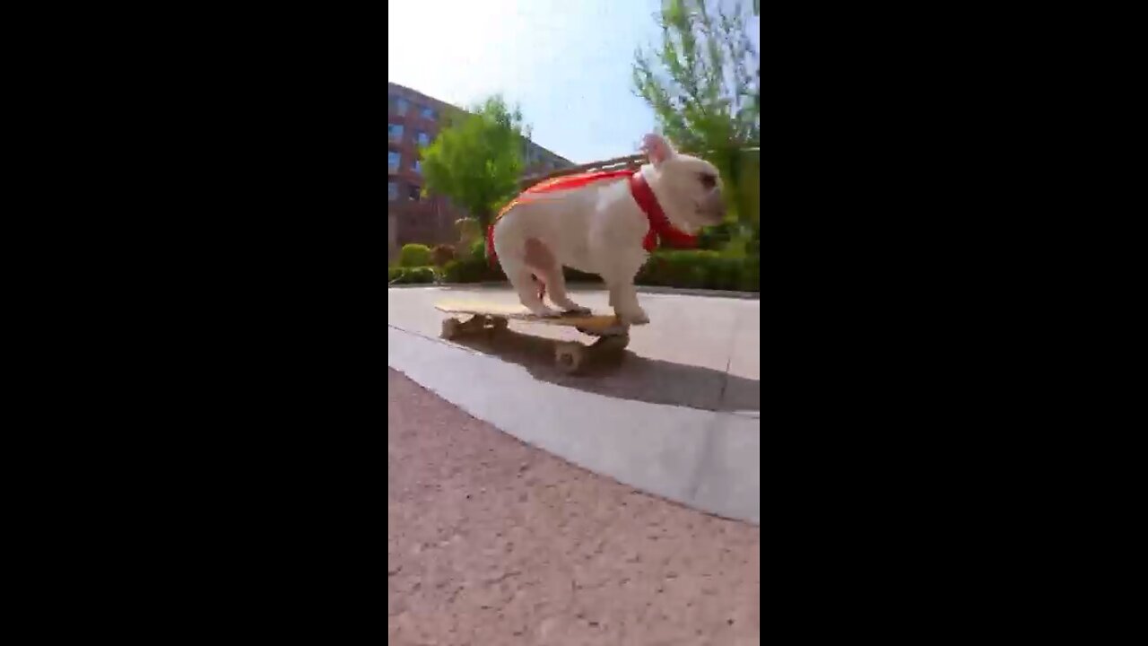 Skatedog 8