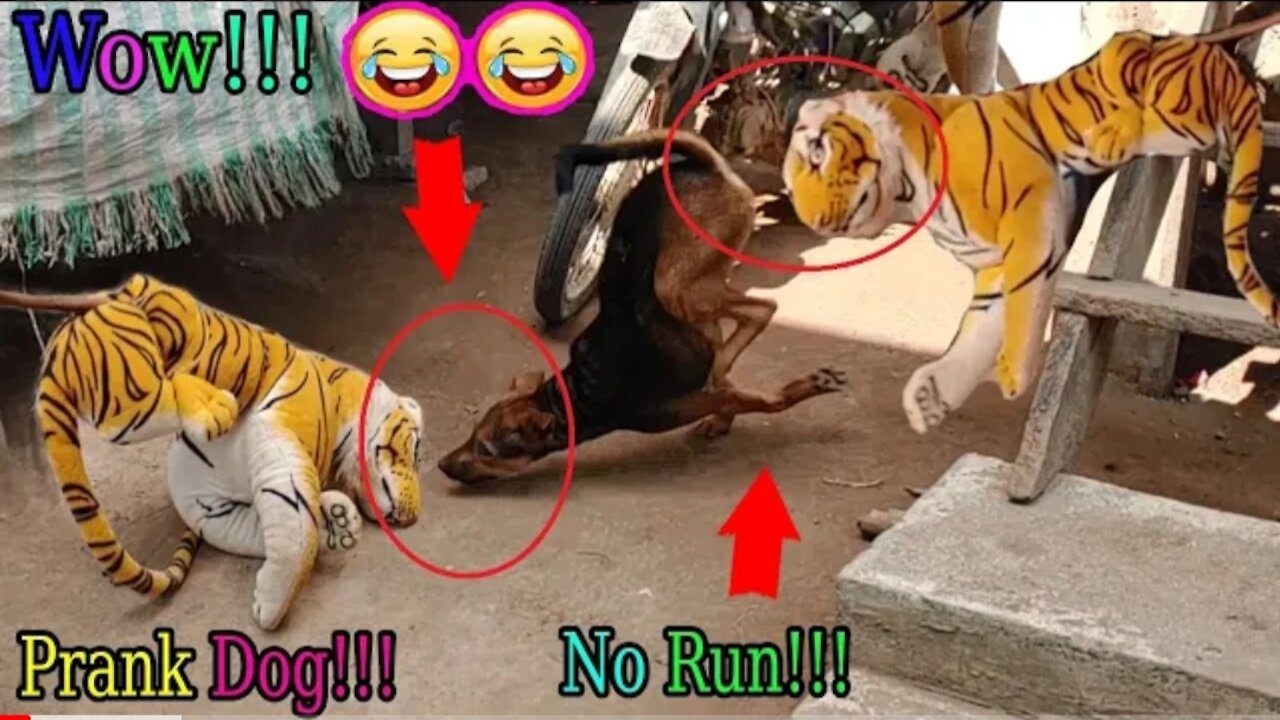 Wow Must Watch | Fake Tiger Prank Dog So Funny Comedy Video 2021