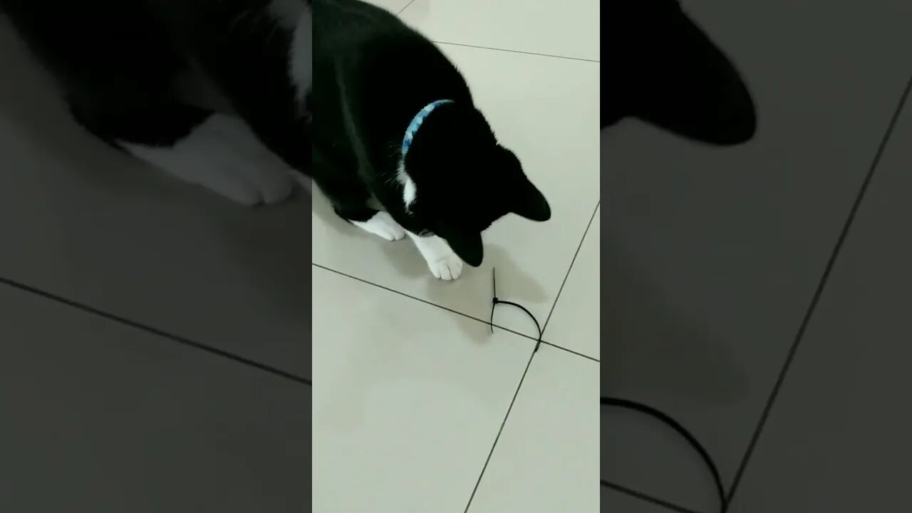 Gato Bartolomeu Tunico brincando com um prendedor e uma sacola 💙💙