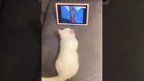 cat watching Videos when suddenly I pick it up #funnyshorts #funnyshorts