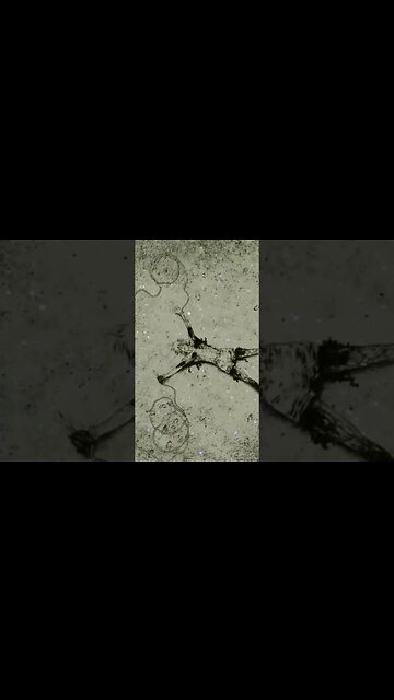 The INNOCENT Manga Is Disturbing.. (Full Video In Description)