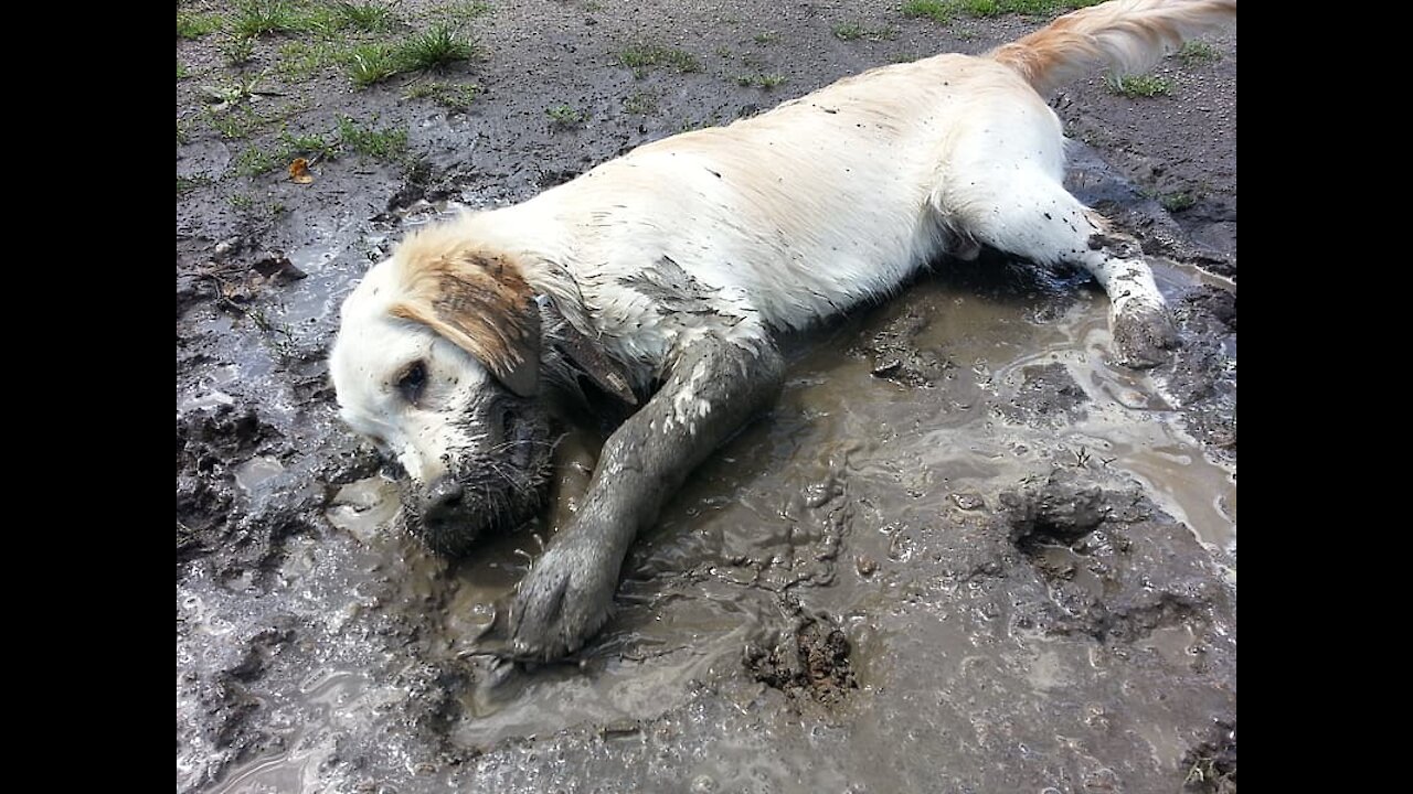 Happy Yellow Labrador retriever is playing into the mud