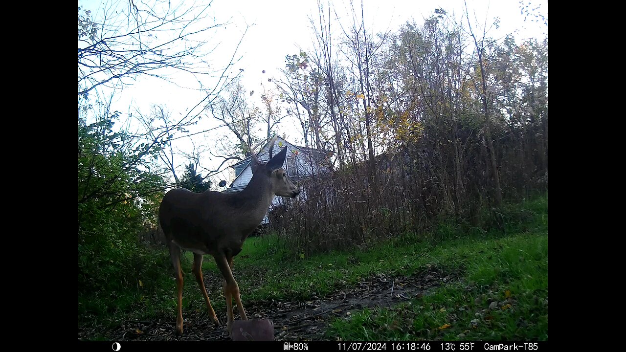 Buck Deer Cam 11-07-2024