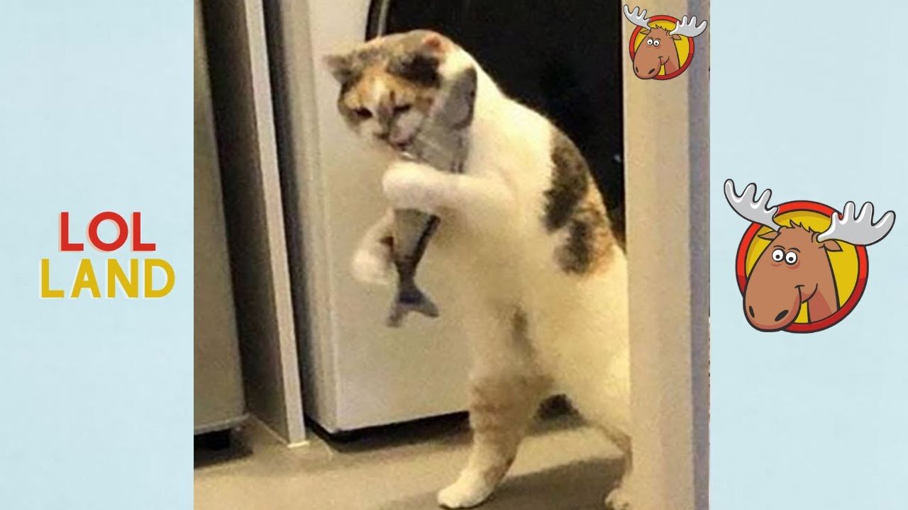 Funny Videos 2022 | 😂try not to laugh| #23 | LoL Land 2022|