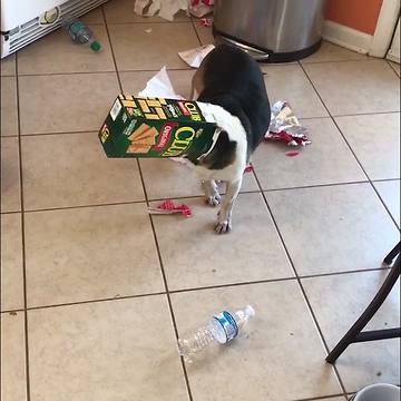 Dog Gets Caught After Making A Huge Mess