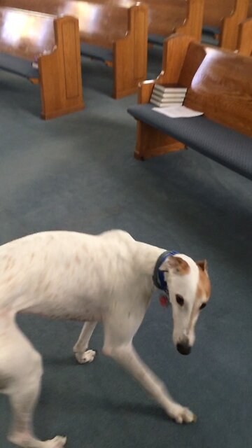 Greyhound invades a Baptist Church