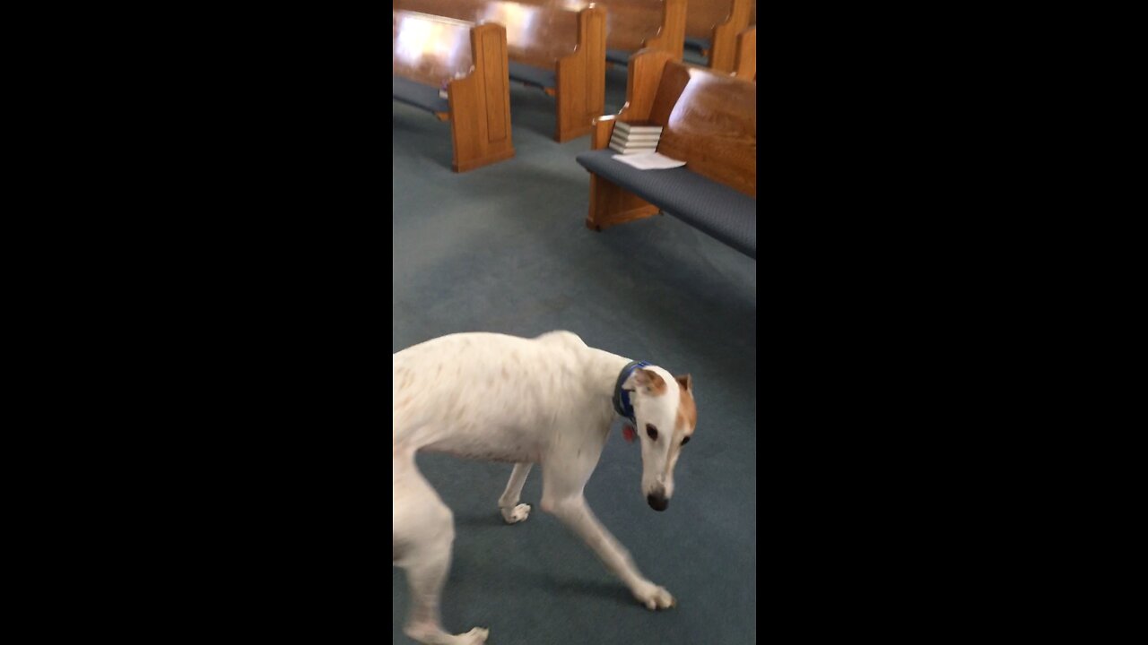 Greyhound invades a Baptist Church