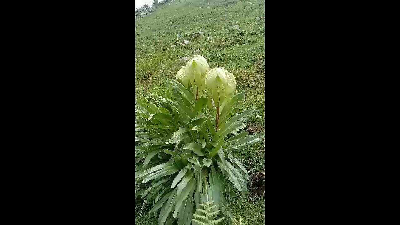 What is this flower 🌸 name