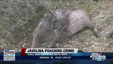 Reward offered in javelina poaching case