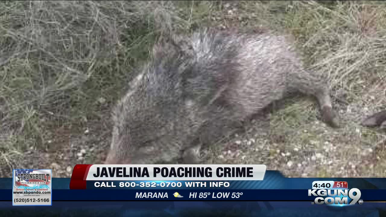 Reward offered in javelina poaching case