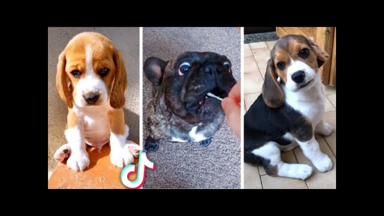 I Love Puppies