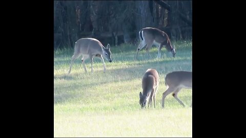 Deer herd