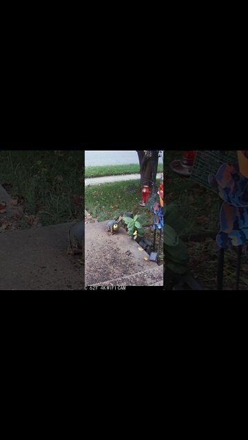 The Bird Seed Comes Back! #Shorts 🍂